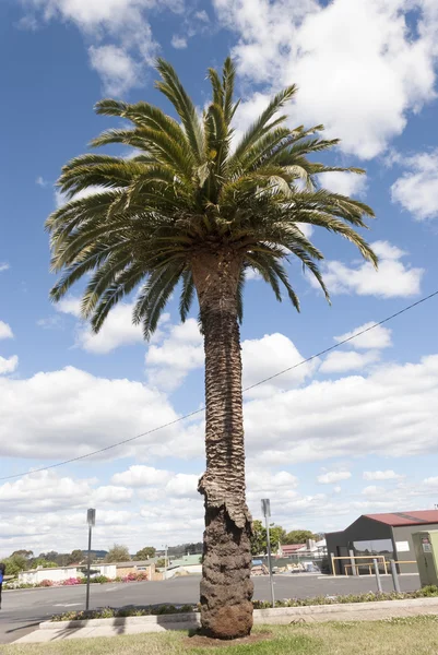 Landschaft der australischen Stadt — Stockfoto