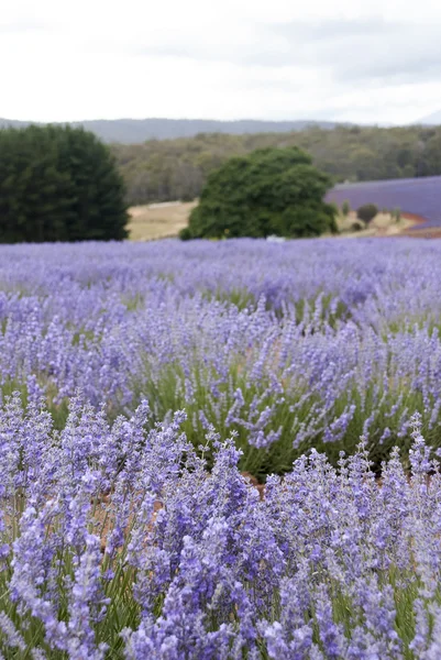 Campo di lavanda — Foto Stock