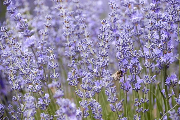 Primer plano de Lavanda — Foto de Stock