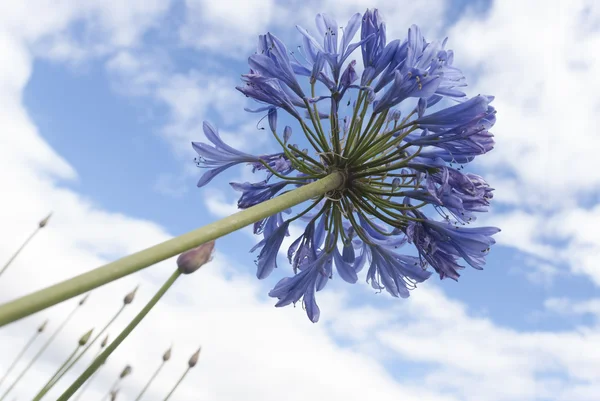 Fiori blu — Foto Stock