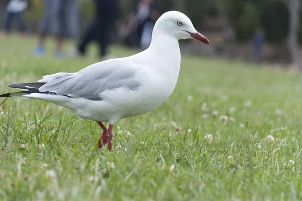 The pigeon — Stock Photo, Image