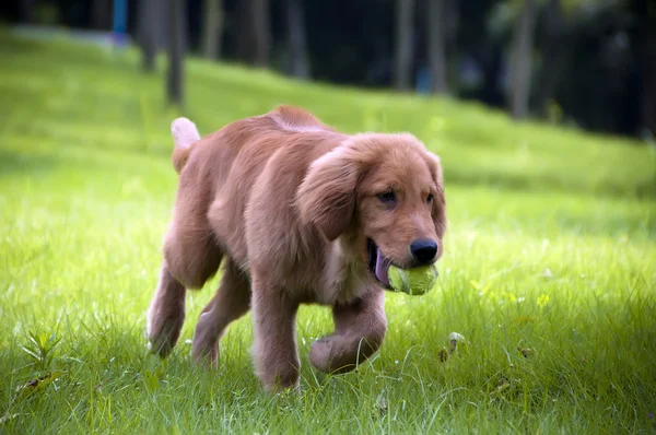 Der Hund mit dem Ball — Stockfoto