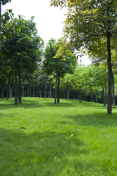 Grass — Stock Photo, Image