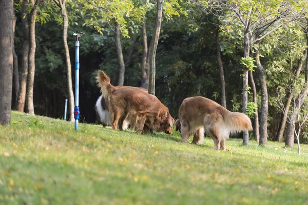 Cane da passeggio nel parco — Foto Stock