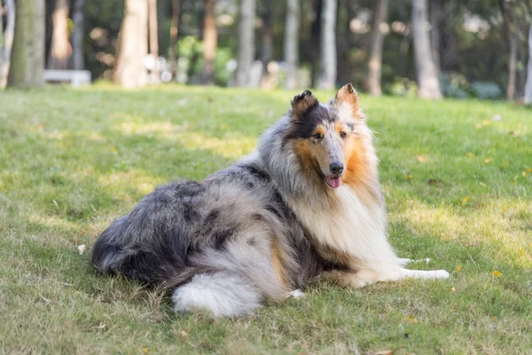 Schotse collie — Stockfoto