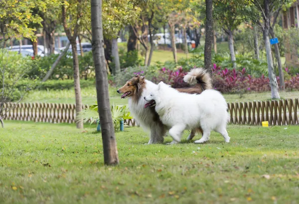 Deux chiens dans l'herbe — Photo