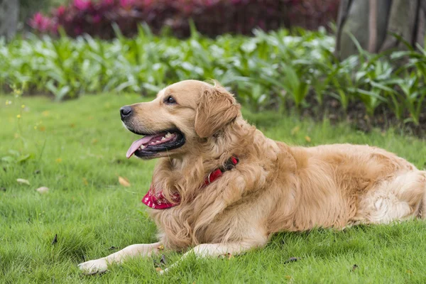 Golden retriever — Zdjęcie stockowe