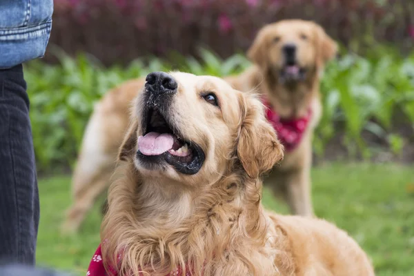 El golden retriever — Foto de Stock