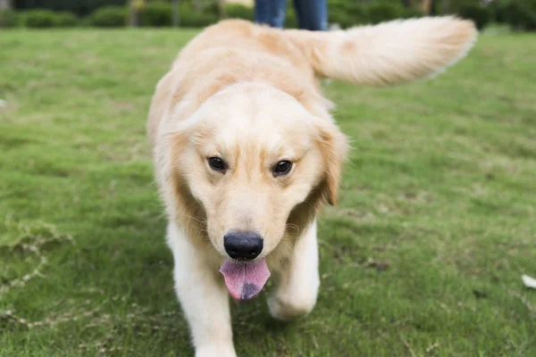 The lovely golden retriever — Stock Photo, Image