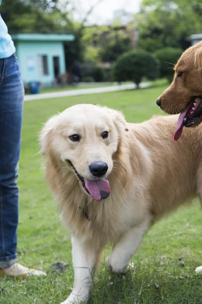 The golden retriever — Stock Photo, Image