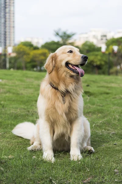 El golden retriever — Foto de Stock