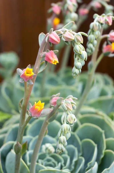 Succulents — Stock Photo, Image