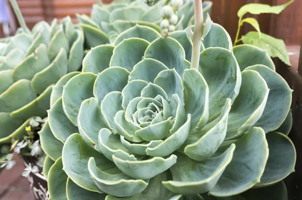 Succulenten — Stockfoto