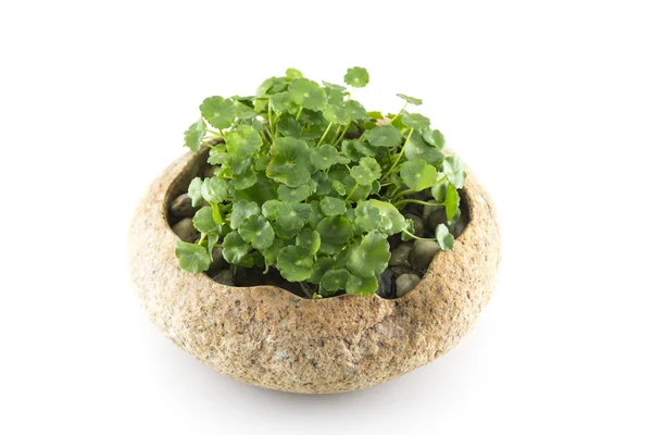 Exquisite potted — Stock Photo, Image