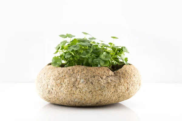 Exquisite potted — Stock Photo, Image