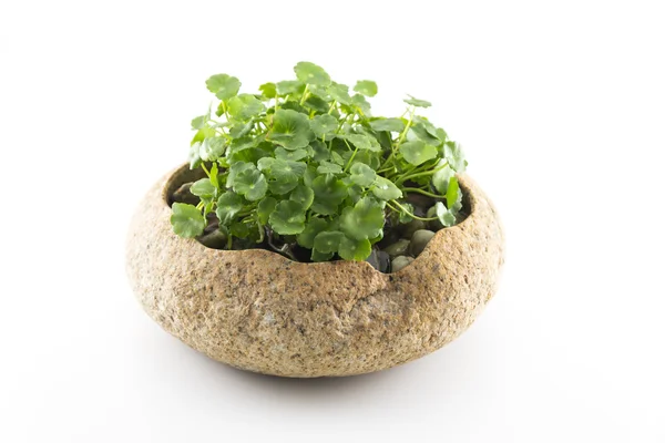 Exquisite potted — Stock Photo, Image