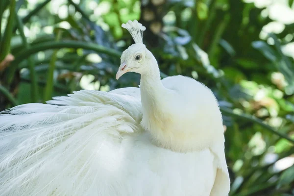 White Peacock — Stock Photo, Image