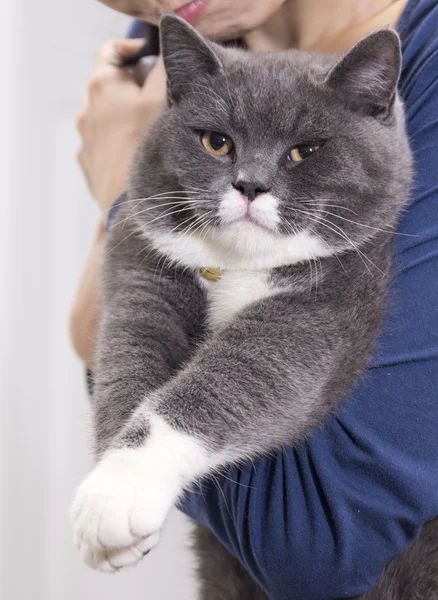 El gato — Foto de Stock