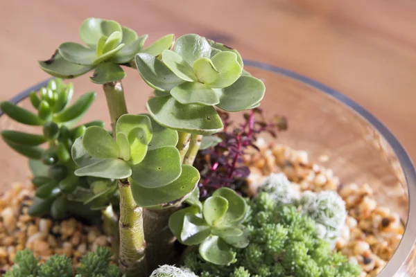 Pot of succulents — Stock Photo, Image