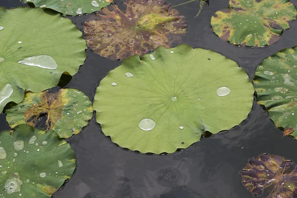 Lotusväxter — Stockfoto