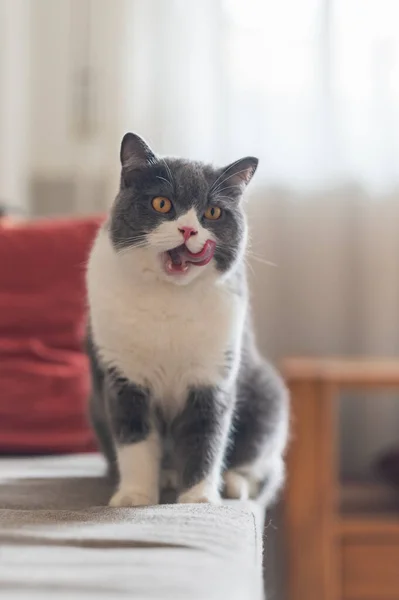 Britisch Kurzhaar Sitzt Auf Dem Sofa Und Streckt Die Zunge — Stockfoto