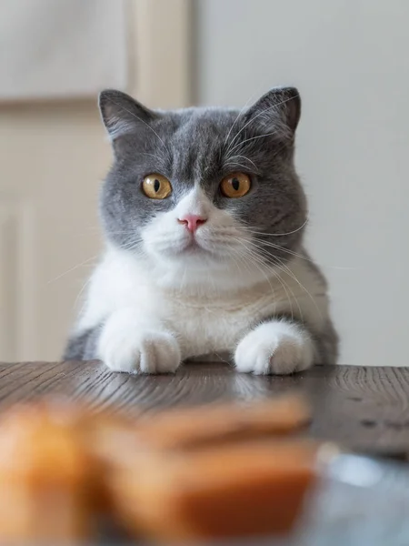 British Shorthair Lying Edge Table — Stock Photo, Image