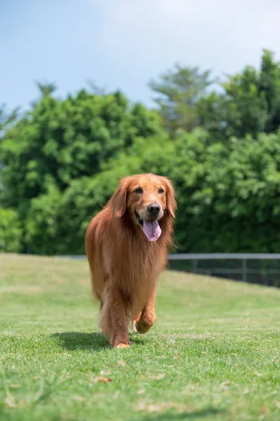 Golden Retriever Cammina Sull Erba — Foto Stock