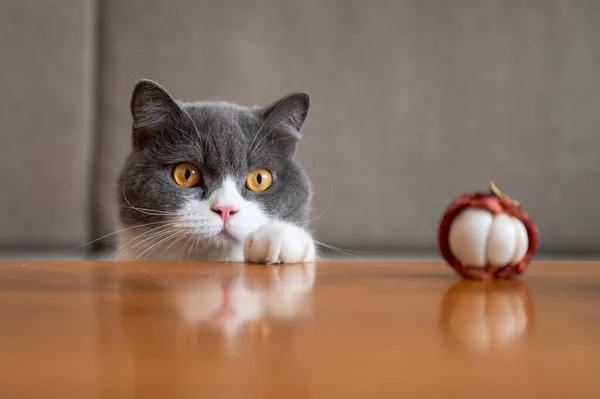 Niedliche Britisch Kurzhaar Katze Drinnen Erschossen — Stockfoto