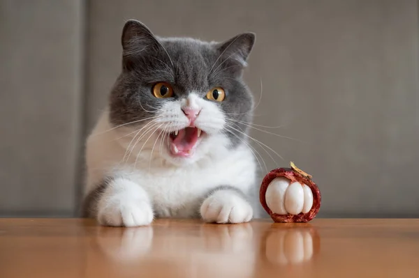 Niedliche Britisch Kurzhaar Katze Drinnen Erschossen — Stockfoto