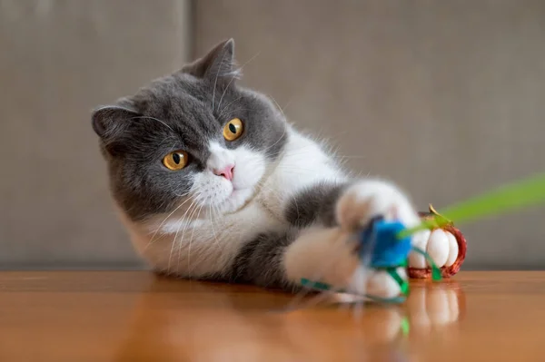 Niedliche Britisch Kurzhaar Katze Drinnen Erschossen — Stockfoto