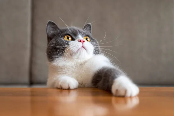 Bonito Britânico Shorthair Gato Tiro Casa — Fotografia de Stock