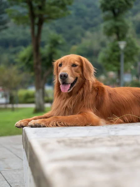 Golden Retriever Yaciendo Banco Del Parque Esperando Dueño — Foto de Stock