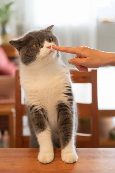 Reaching Out Touch Nose British Shorthair Cat — Stock Photo, Image