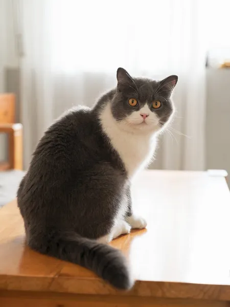 Χαριτωμένο Βρετανικό Shorthair Γάτα Κάθεται Στο Τραπέζι — Φωτογραφία Αρχείου