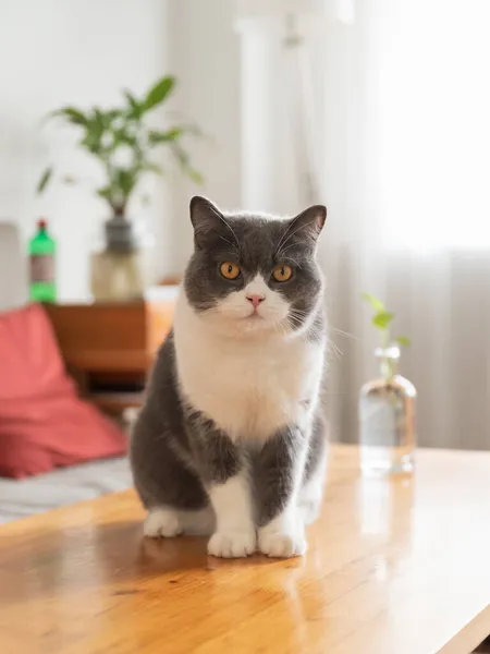 Cute Brytyjski Krótkowzroczny Kot Siedzi Stole — Zdjęcie stockowe