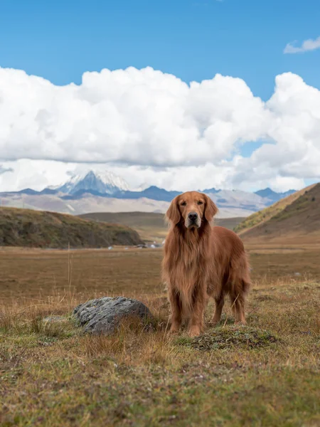 Golden Retriever Nas Montanhas Planalto — Fotografia de Stock