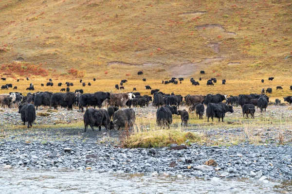 Yak Sull Altopiano Qinghai Tibet — Foto Stock