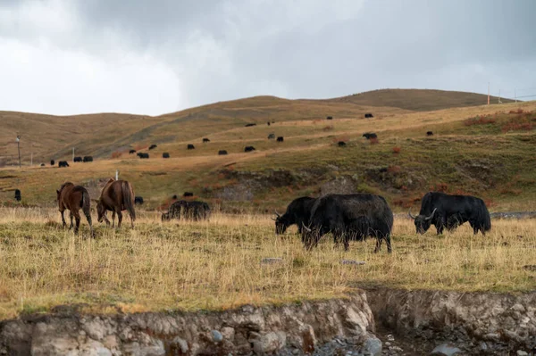 Yak Sull Altopiano Qinghai Tibet — Foto Stock