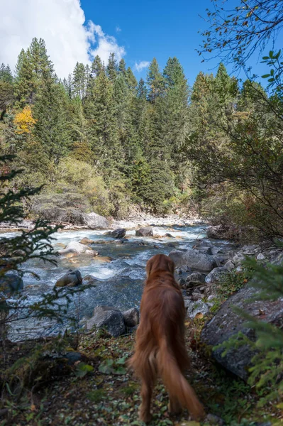 Golden Retriever Por Rio Correndo Floresta Montanha — Fotografia de Stock