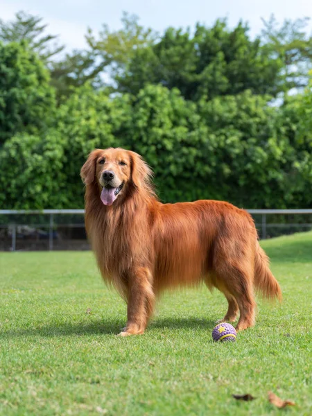 Golden Retriever Παίζει Στο Γρασίδι Στο Πάρκο — Φωτογραφία Αρχείου