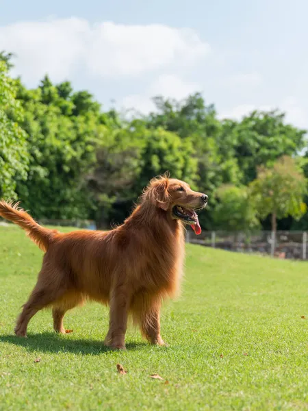 Golden Retriever Παίζει Στο Γρασίδι Στο Πάρκο — Φωτογραφία Αρχείου