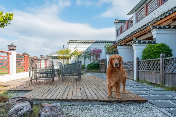 Golden Retriever Giardino Cinese — Foto Stock