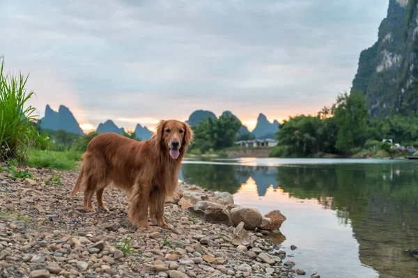 Golden Retriever Junto Lago — Fotografia de Stock