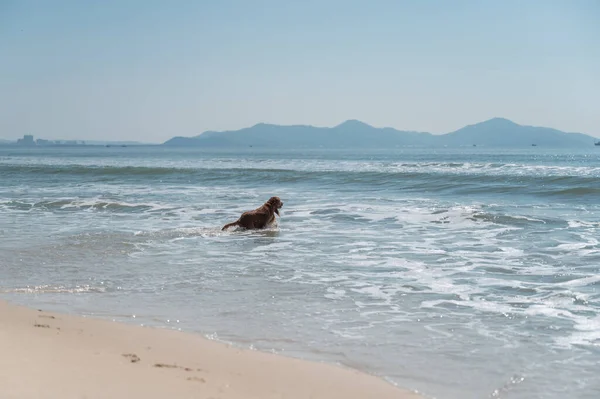 Golden Retriever Παίζει Ευτυχισμένος Στην Παραλία — Φωτογραφία Αρχείου