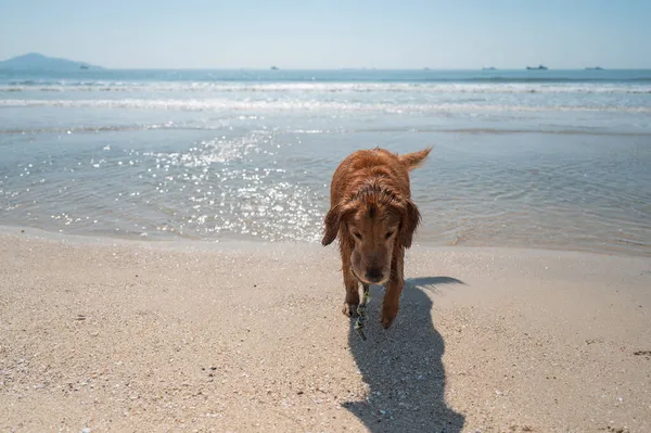 Golden Retriever Jogando Alegremente Praia — Fotografia de Stock