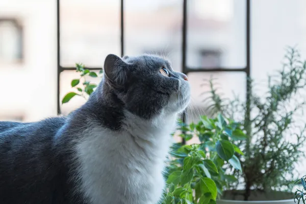 Perfil Retrato Gato Britânico Shorthair — Fotografia de Stock