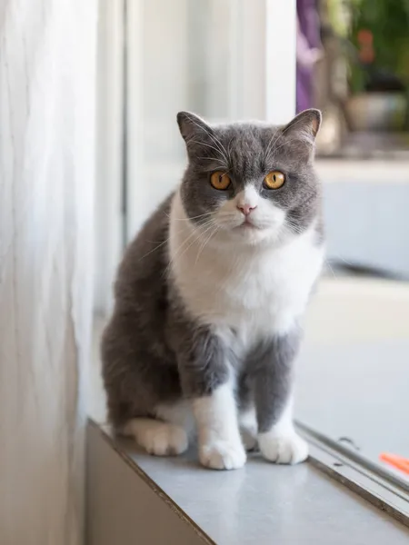 Británico Taquigrafía Gato Sentado Ventana Alféizar —  Fotos de Stock