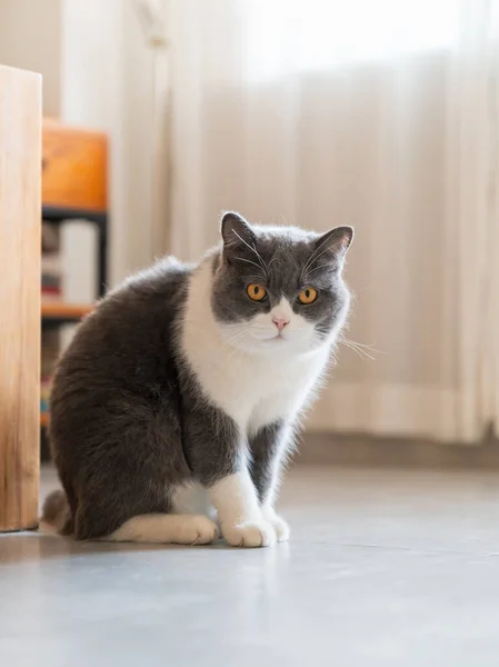 Britische Kurzhaarkatze Sitzt Auf Dem Boden — Stockfoto