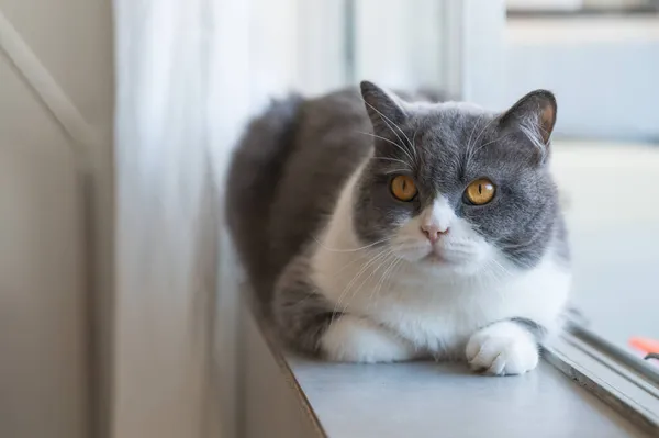 British Shorthair Deitado Peitoril Janela — Fotografia de Stock