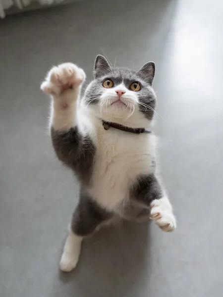 Niedliche Britisch Kurzhaar Katze Drinnen Erschossen — Stockfoto
